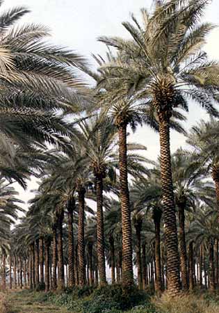 آل خطاب: زراعة النخيل من الزراعات الواعدة خلال السنوات المقبلة آل خطاب: زراعة النخيل من الزراعات الواعدة خلال السنوات المقبلة